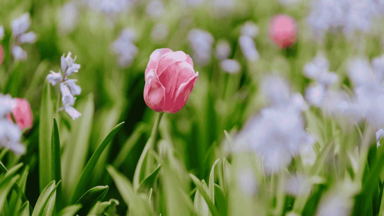 Tulip Time Flower Festival 2026 in Bowral